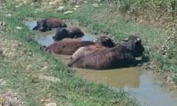 Sinop’ta sıcak havadan bunalan mandalar yol kenarında bulunan su birikintisinde serinlediler