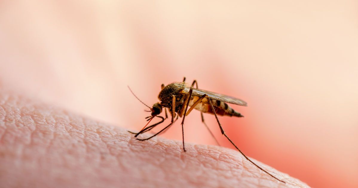 Kokusunu aldığı an kaçıyorlar..Sivrisineklerden kurtulmanın etkili ve doğal yolları!