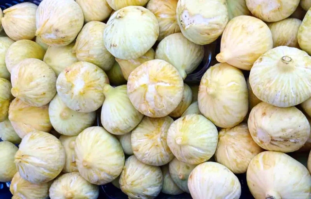 Mersin’de İncir Hasadı: Üreticiler Altın Yılını Yaşıyor