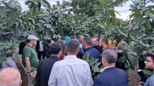 Coğrafi işaret tesciline göz kırpan Samsun’un Tekkeköy ilçesine özgü mor patlıcan incirinde hasat başladı.