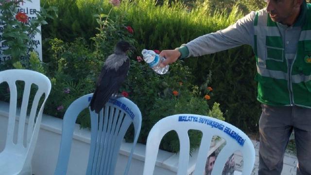 Baygın bulduğu kargayı lokumla besledi