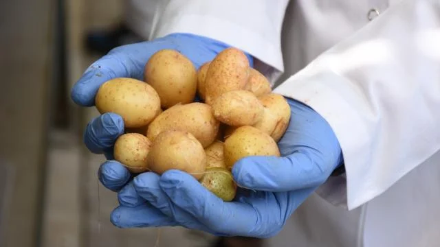Niğde’de sanayilik yerli patates çeşitleri geliştiriliyor