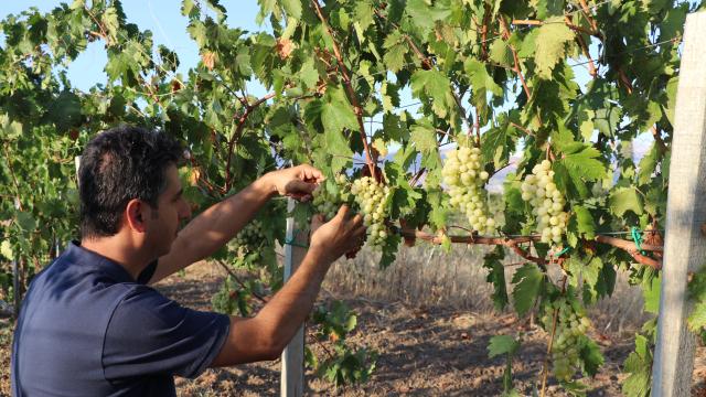 Erzincan’da 220 tür üzümün genetiğinden 5 yeni çeşit üretildi