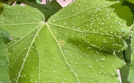 İzmirliler beyaz sinekten şikayetçi