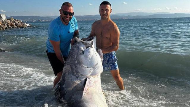 Kocaeli’de dalgıçlar 320 kilogramlık mavi yüzgeçli orkinos avladı
