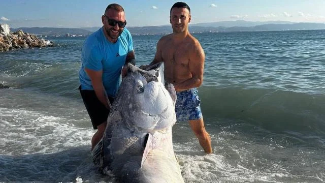 Kocaeli’de dalgıçlar 320 kilogramlık mavi yüzgeçli orkinos avladı