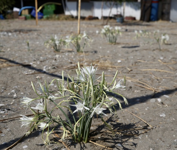 Koruma altındaki kum zambakları Muğla sahillerinde çoğalıyor