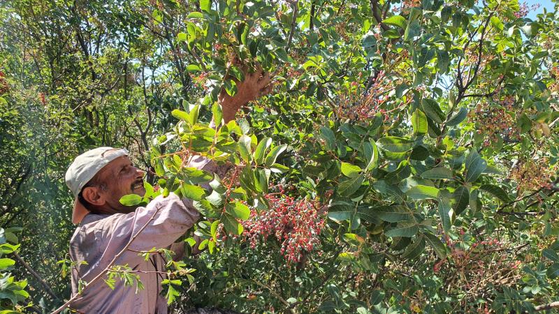 Manisa’da çitlembikler toplanmaya başlandı