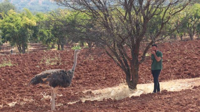 Kilis’te sahipsiz deve kuşu yakalanarak koruma altına alındı