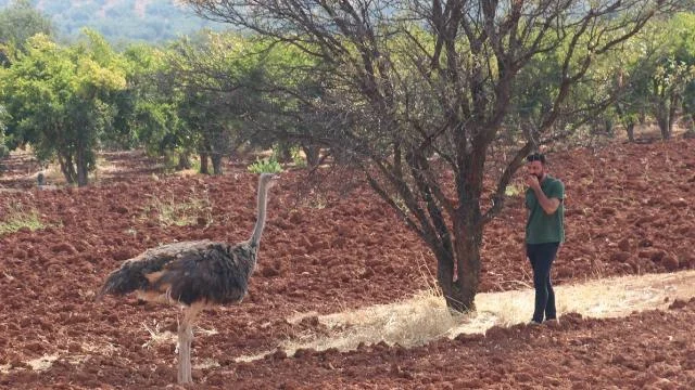 Kilis’te sahipsiz deve kuşu yakalanarak koruma altına alındı
