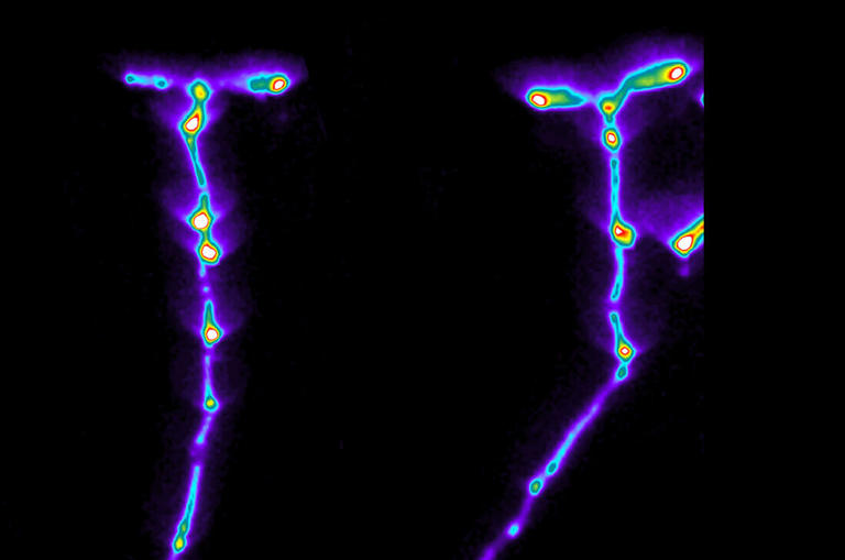 Çalışma, bitki köklerinin güçlenmesini sağlayan şeyin ne olduğunu buldu