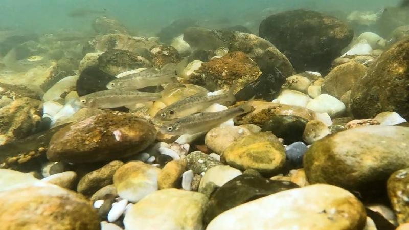 Munzur Çayı 3 balık türüne üreme ve yaşam alanı sağlıyor