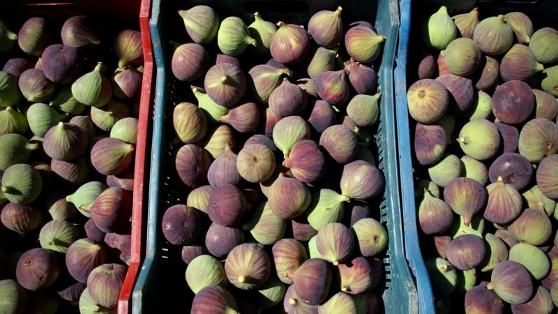 Bursa siyah incirine AB’den coğrafi işaret tescili