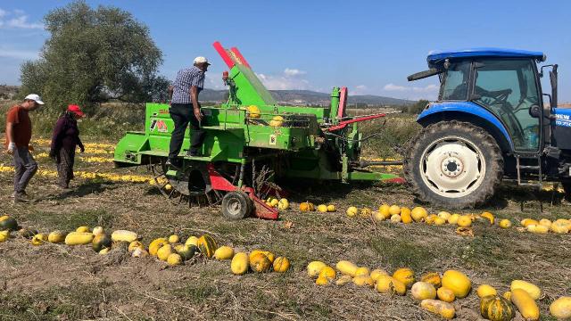 Beyşehir’de kabak çekirdeği hasadı