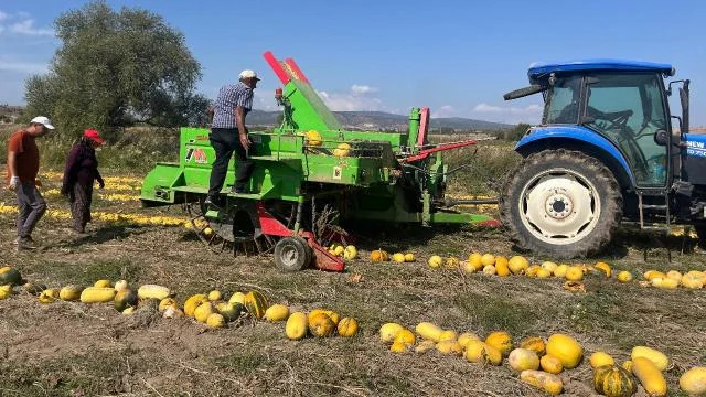 Beyşehir’de kabak çekirdeği hasadı