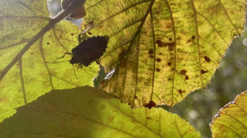 Kahverengi kokarcayla mücadele için mantar sporları üretiliyor