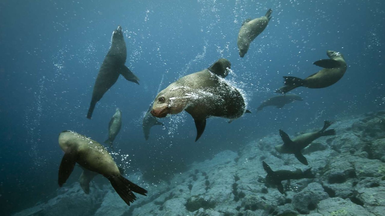 Deniz Memelileri Su Altındaki Yüksek Basınçta Hayatta Kalmayı Nasıl Başarıyor?
