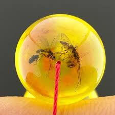 Kehribar Parçasına Sıkışmış sivrisinek ve Şimdi Bilim İnsanları Daha Önce Hiç İncelenmemiş Tür Hakkında Daha Fazla Şey Öğreniyor