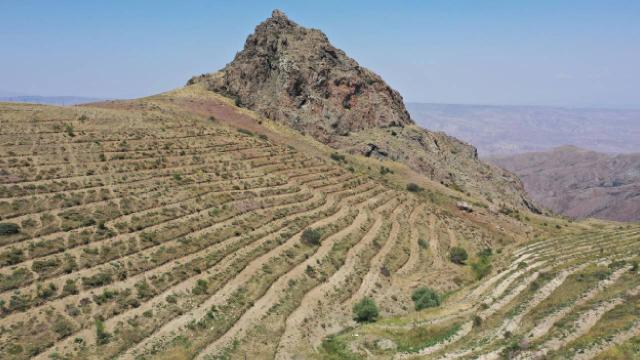 En kurak illerden Iğdır’da teraslamayla orman varlığı yüzde 5’e çıkarılacak