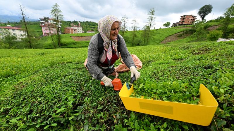 ÇAYKUR randevulu çay alım sistemini kaldırdı