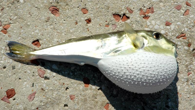 Hatay’da 8 ayda 19 bin 904 balon balığı avlandı