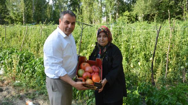 Sivas’ta ata tohumundan yetiştirilen manda yüreği cinsi domates hasat ediliyor