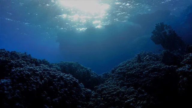 Bilim insanları, Dünya okyanuslarında gizlenen patojenler için şüphesiz bir taşıyıcı konusunda uyarıyor