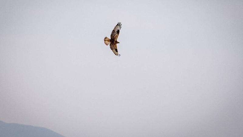 Erzurum Ovası semalarında kızıl şahinler görüntülendi.