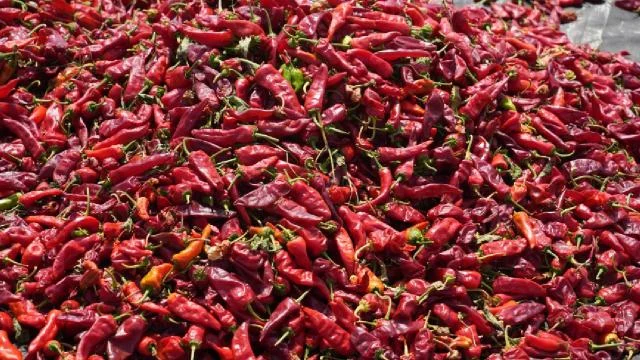 Kilis’te biber kurutma mesaisi başladı, sınırın sıfır noktası kırmızıya büründü