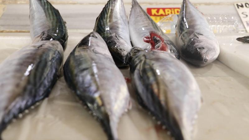 Düzce’de balıkçılar bol miktarda palamutla limana döndü