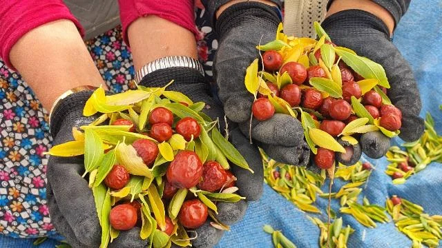 Manisa’da coğrafi işaretli hünnabın hasadına başlandı