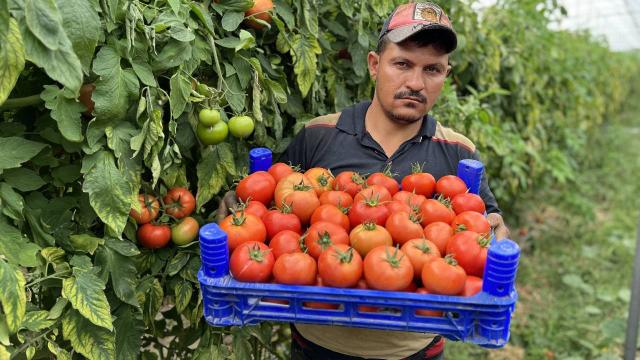Isparta’nın köyünde üretilen domatesler ihraç ediliyor