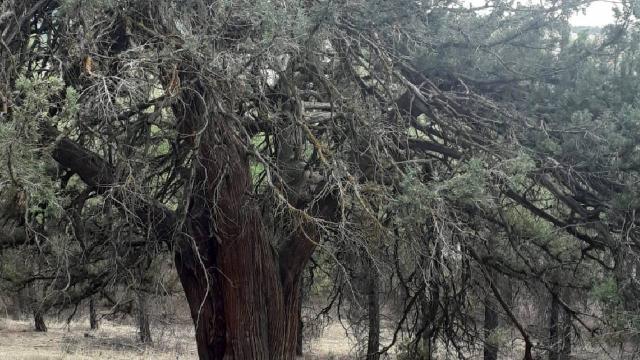 Denizli’de 700 yıllık ardıç ağacı keşfedildi