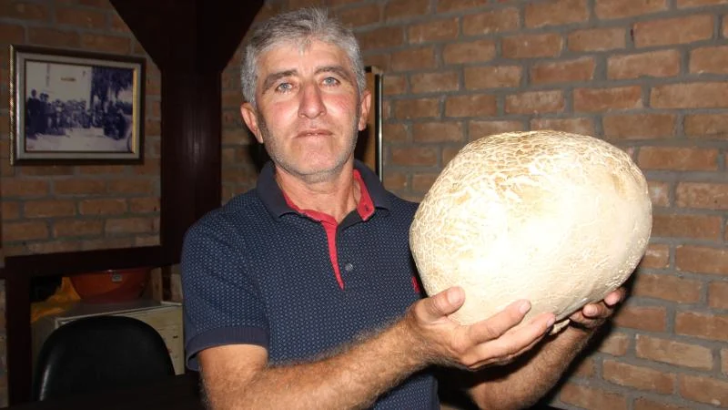 Antalya’da 8,2 kilogram mantar bulundu