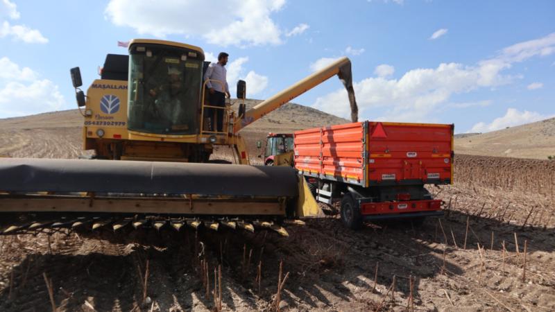 Amasya’da yerli tohumdan üretilen ayçiçeğinin hasadı yapıldı