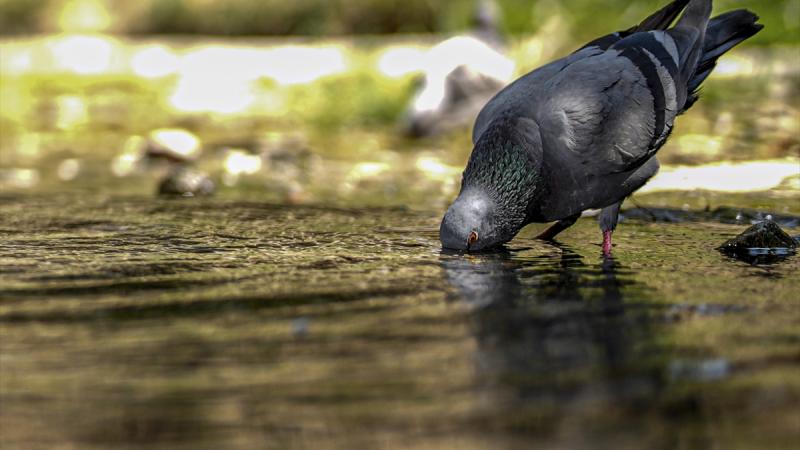 Dünya 2024’te en sıcak yazı yaşadı