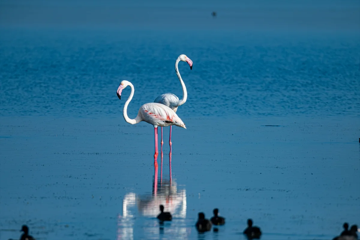 Flamingoların Adana’daki cenneti: Akyatan Lagünü