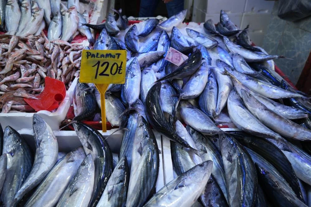 Soğuk Sulara Göç Başladı: Palamut Fiyatları 120 TL’ye Çıktı