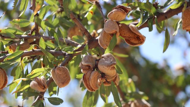Elazığ’da 472 bin ağaçta yetiştirilen bademde hasat zamanı