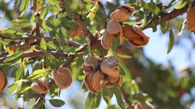 Elazığ’da 472 bin ağaçta yetiştirilen bademde hasat zamanı