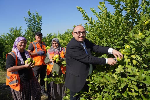 Türkiye’nin Limon Deposunda Hasat Sezonu Başladı