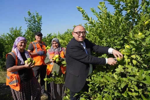 Türkiye’nin Limon Deposunda Hasat Sezonu Başladı