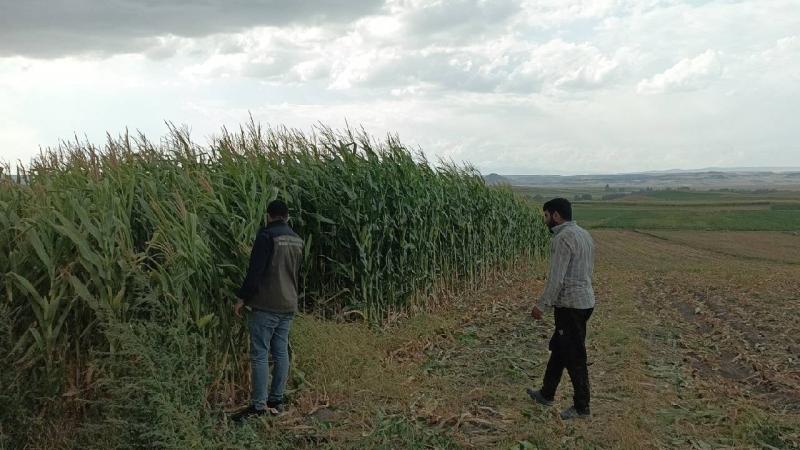 Kars’ta çiftçiler silajlık mısır hasadına başladı