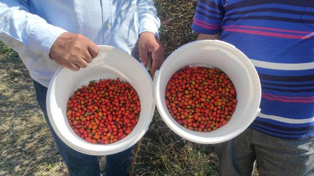 Dağlardaki şifa deposu, Yozgat’ta yoğun talep görüyor