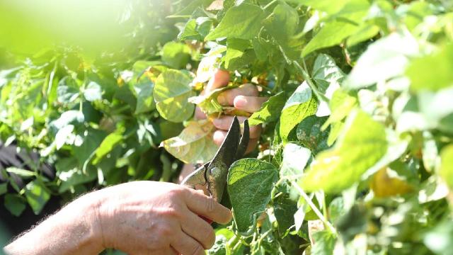 Merkezefendi’de hobi bahçesi başvuruları başlıyor