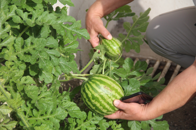 Sivas’ta betonda karpuz yetişti