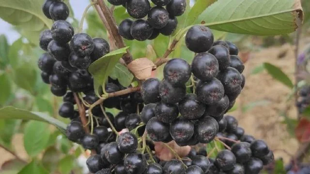 Balıkesir Erdek’te ‘aronya’ üretimi başladı