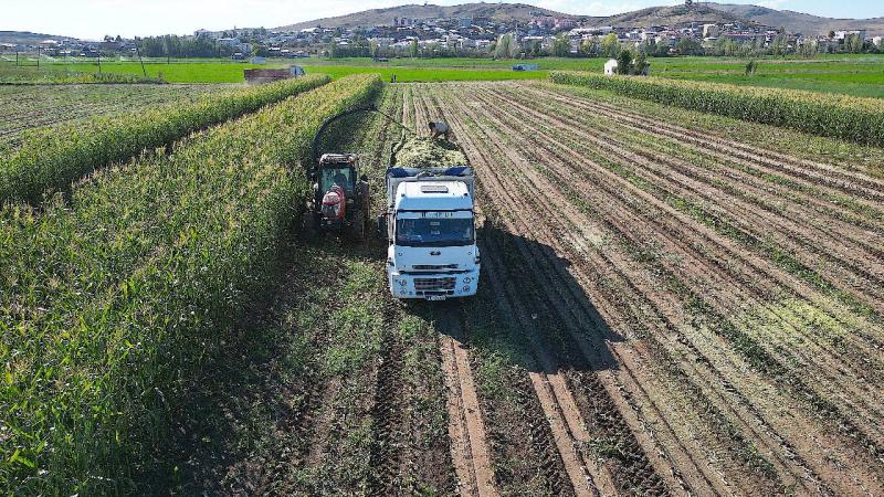 Bayburt’ta 5 bin dekar alanda üretimi yapılan silajlık mısırın hasadına başlandı