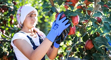 Elma ve elma suyu ihracatı 321 milyon dolara ulaştı
