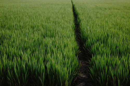 Bu Gizemli Bitki “Hormonu” Bitki Büyümesini Devrimleştirebilir